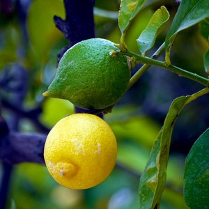 Citron jaune et citron vert sur une branche - France  - collection de photos clin d'oeil, catégorie plantes